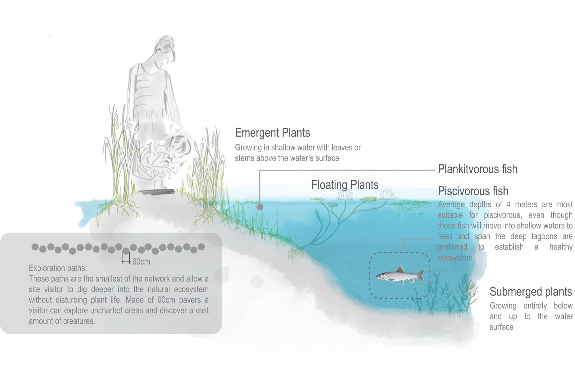 Top section of ecosystem